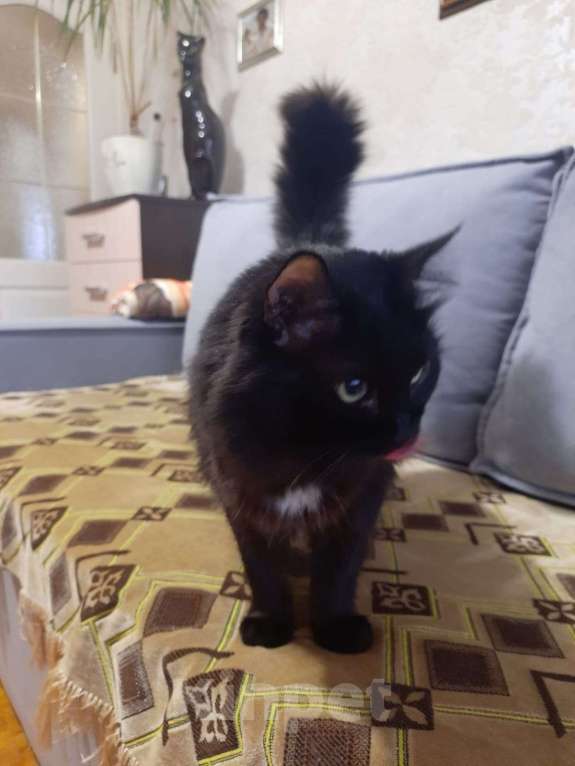 Кошки в Волгограде: Взрослая умная кошка МУСЯ Девочка, Бесплатно - фото 4