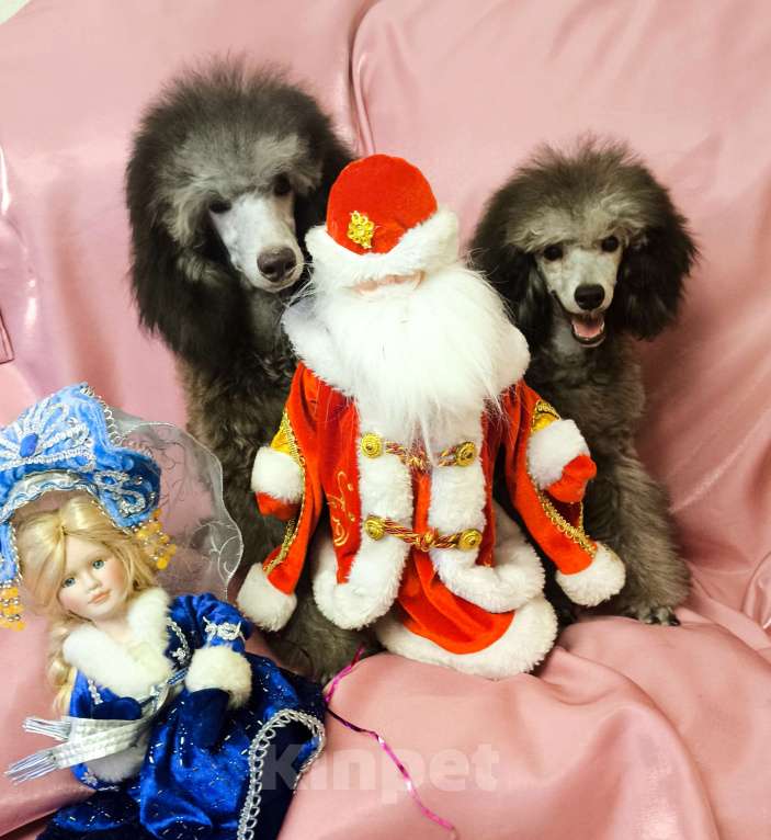 Собаки в Москве: Серебристое чудо Мальчик, 60 000 руб. - фото 2