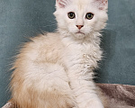 Кошки в Мытищах: Котенок Мейн-кун Мальчик, 50 000 руб. - фото 6