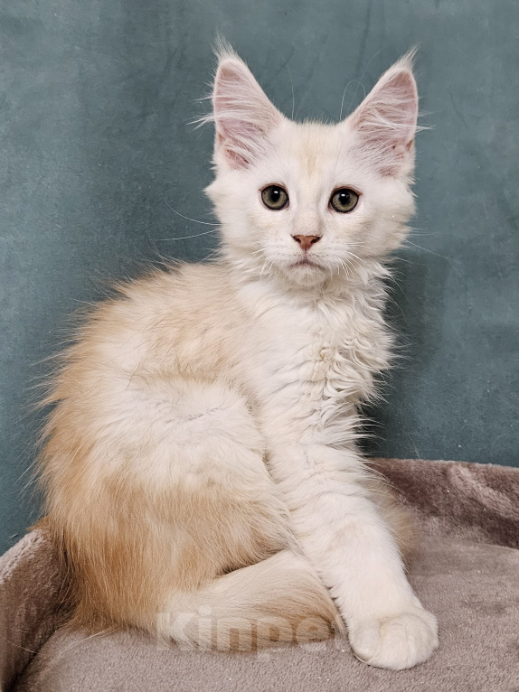 Кошки в Мытищах: Котенок Мейн-кун Мальчик, 50 000 руб. - фото 6