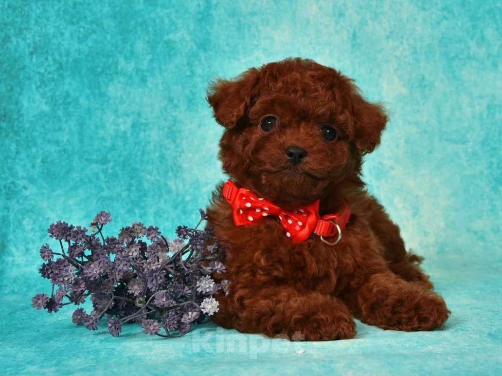 Собаки в других городах Московской области: Щенок Тедди Пудель мальчик Мальчик, 150 000 руб. - фото 3