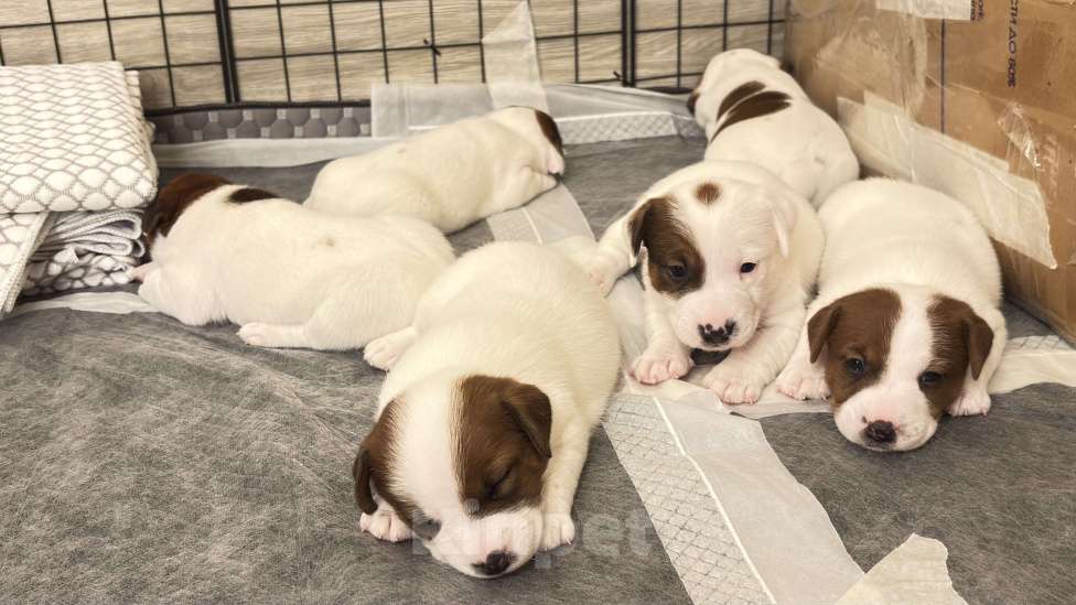 Собаки в Москве: Щенок джек-рассел-терьер от титулованных родителей Девочка, 1 руб. - фото 6