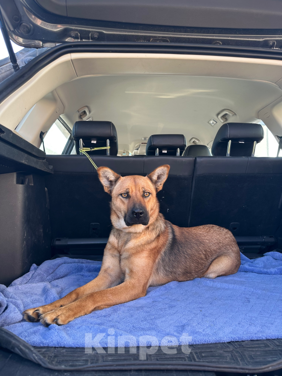 Собаки в других городах Свердловской области: Миниатюрная собака в поисках дома Девочка, Бесплатно - фото 2