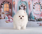 Собаки в Москве: Белый шпиц девочка Девочка, 70 000 руб. - фото 1