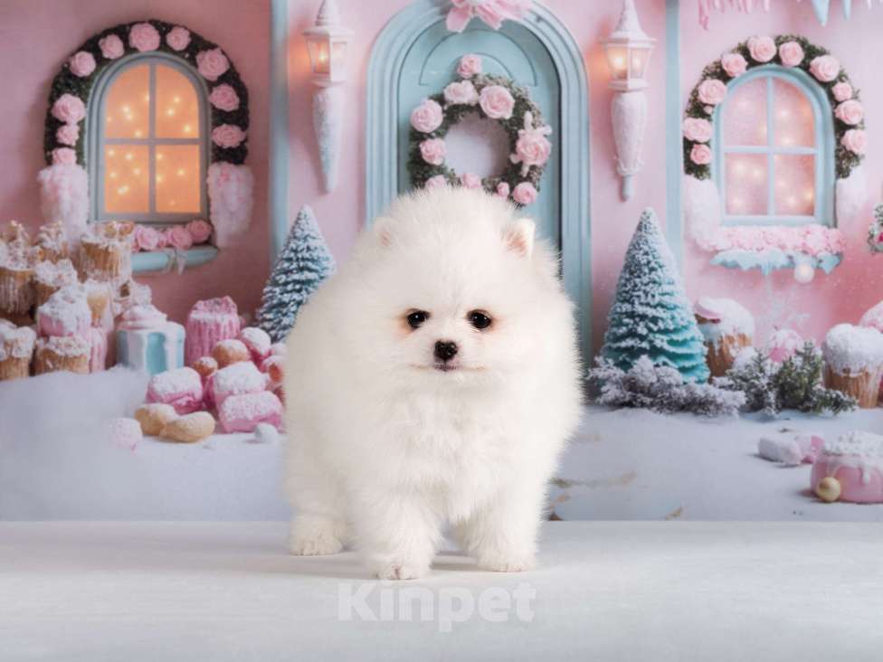 Собаки в Москве: Белый шпиц девочка Девочка, 70 000 руб. - фото 1