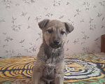 Собаки в Москве: КАРАМЕЛЬКА Девочка, Бесплатно - фото 1