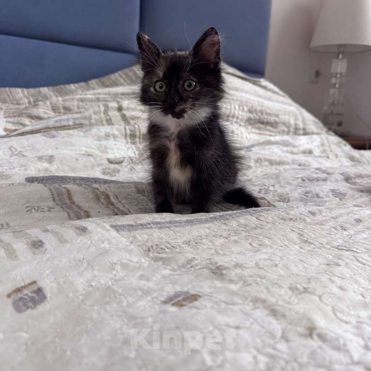 Кошки в Москве: Котенок в добрые руки Девочка, Бесплатно - фото 2