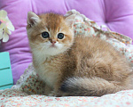Кошки в Москве: Золотой британский крепыш Мальчик, Бесплатно - фото 1