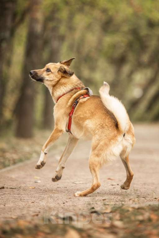 Собаки в Москве: Нанами Девочка, Бесплатно - фото 10