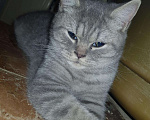Кошки в Малмыже: Шотладец в добрые руки., 100 руб. - фото 4