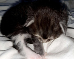 Кошки в Мичуринске: Котята Мейн-кун, 10 000 руб. - фото 1