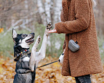 Собаки в Москве: Милый и весёлый Рей  Мальчик, Бесплатно - фото 5