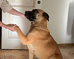 Собаки в Одинцово: Ищет дом метис бурбуля Девочка, Бесплатно - фото 1