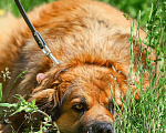 Собаки в Москве: Буран. Самый потрясающий пес в мире Мальчик, 1 руб. - фото 2