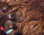 Собаки в Москве: Щенки ирландского сеттера от выездной вязки в Бельгии, 70 000 руб. - фото 3