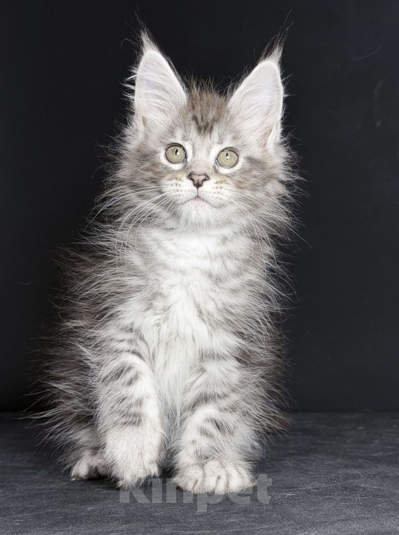 Кошки в других городах Московской области: Любознательная красотка Девочка, 30 000 руб. - фото 2