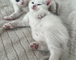 Кошки в Липецке: Шотландские котята Разнополые, 3 000 руб. - фото 3