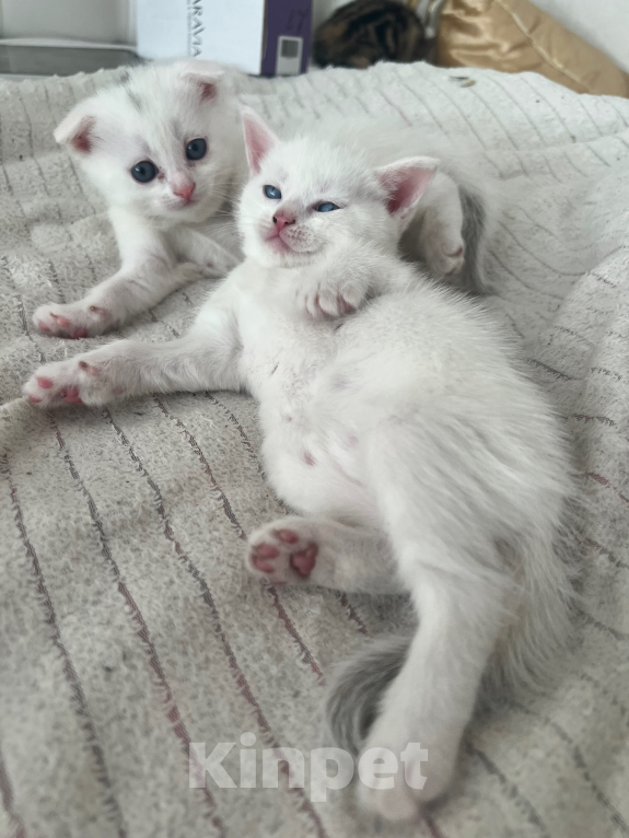 Кошки в Липецке: Шотландские котята Разнополые, 3 000 руб. - фото 3