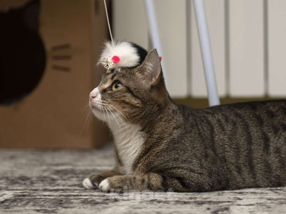 Кошки в Москве: Кошечка ищет семью Девочка, 10 руб. - фото 9