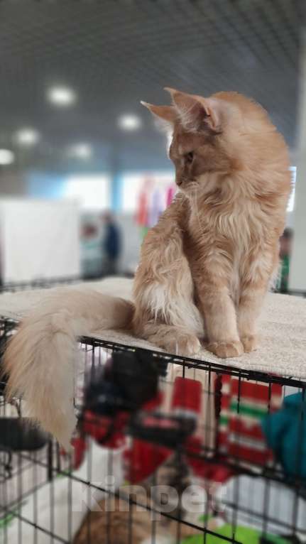 Кошки в Москве: Мейн-кун мальчик Мальчик, 80 000 руб. - фото 9