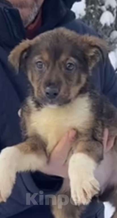 Собаки в Красногорске: Щенок Сальса 1,5 месяца ждет свою семью  Девочка, Бесплатно - фото 1