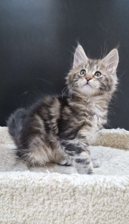 Кошки в Ижевске: Котята мейн-кун Мальчик, 60 000 руб. - фото 6