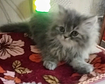 Кошки в Краснодаре: Персидские котята  Девочка, 3 000 руб. - фото 4