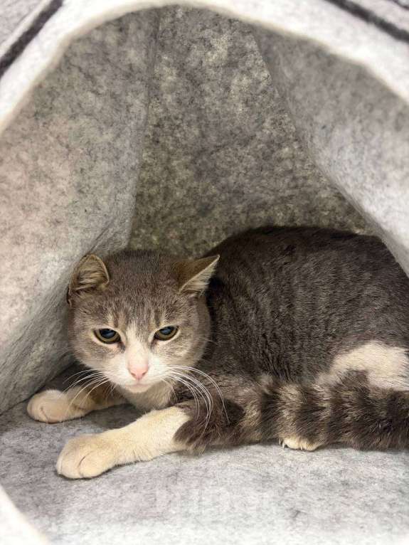 Кошки в Мурином: Красавица ищет свой дом Девочка, Бесплатно - фото 1