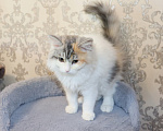 Кошки в Куровском: Котята даром в добрые руки Разнополые, Бесплатно - фото 8