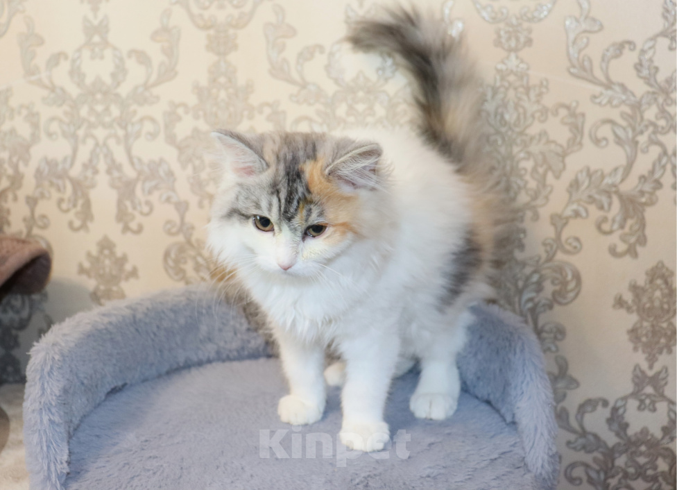 Кошки в Куровском: Котята даром в добрые руки Разнополые, Бесплатно - фото 8