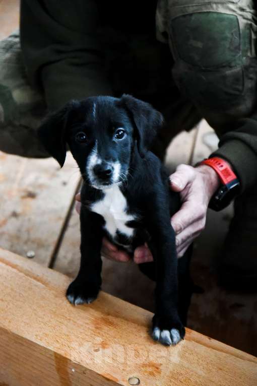 Собаки в Лосином-Петровском: Малышка метис спаниеля и лайки из ппбж Якутска Девочка, Бесплатно - фото 6