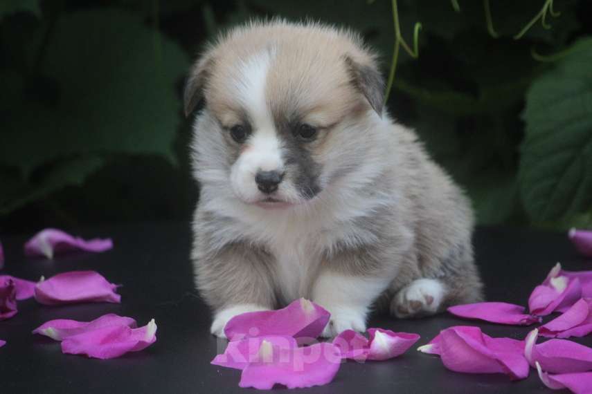 Собаки в других городах Московской области: Гуль-Дара Жасмина Девочка, Бесплатно - фото 3