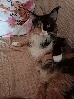 Кошка породы мей-кун