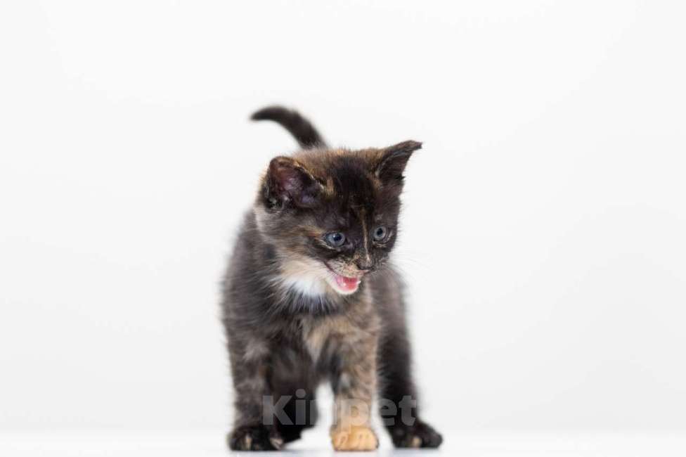 Кошки в Москве: Сэнди Девочка, Бесплатно - фото 3