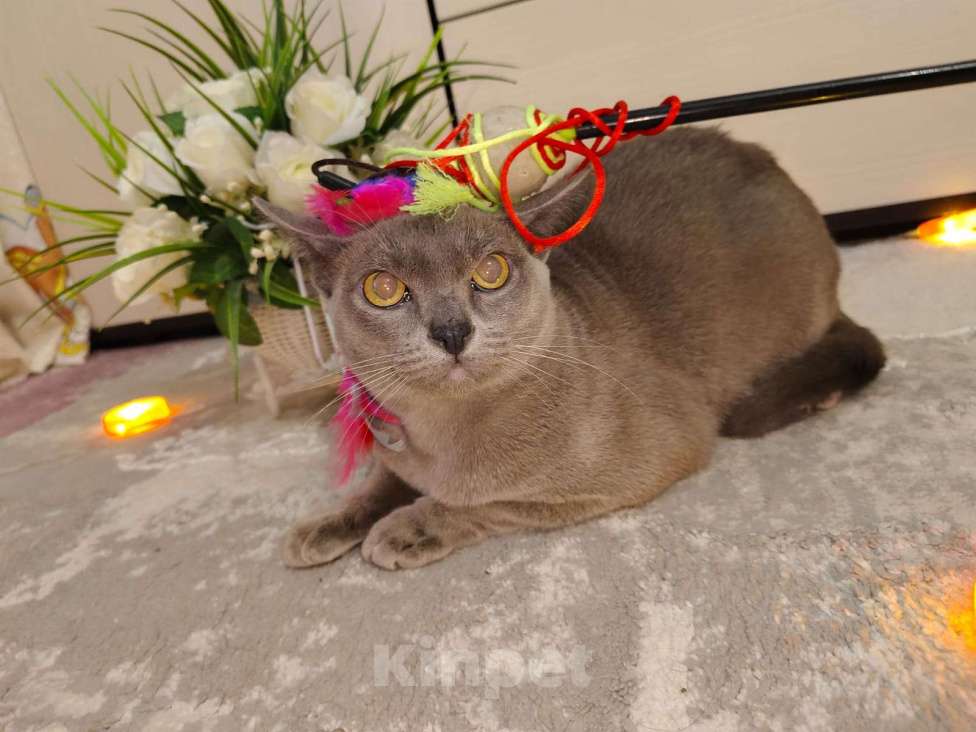 Кошки в Лыткарино: Бурманские котятки Девочка, 20 000 руб. - фото 7