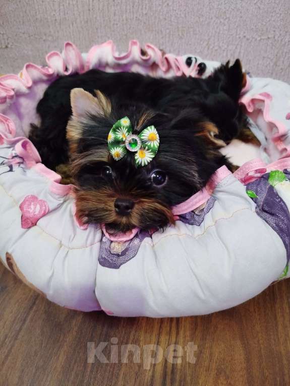 Собаки в Москве: Щенок Йоркширский терьер Мальчик, 65 000 руб. - фото 1