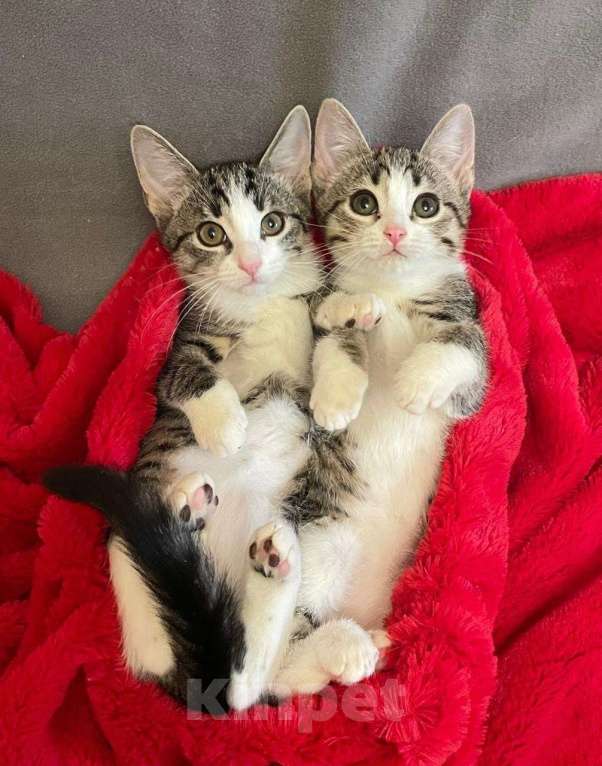 Кошки в Санкт-Петербурге: Чудная малышка Таточка Девочка, Бесплатно - фото 1