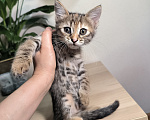 Кошки в Краснодаре: Отдам котят девочек Девочка, Бесплатно - фото 7