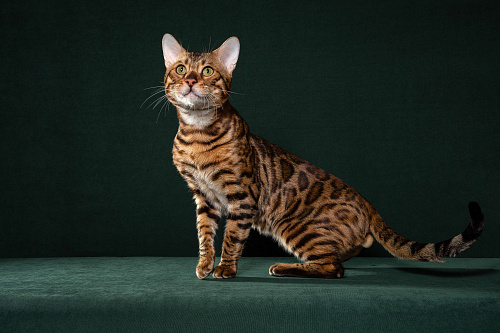 GRACE EKT"S  RICHARD - бенгальский кот в разведение!