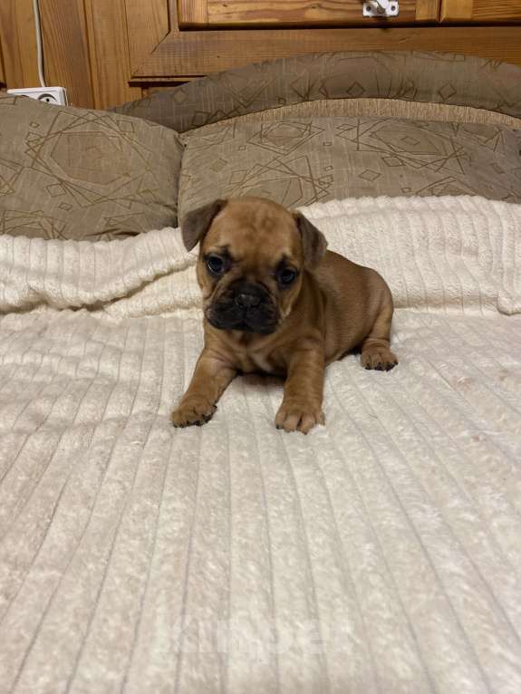 Собаки в Санкт-Петербурге: Красотка француженка  Девочка, 40 000 руб. - фото 9