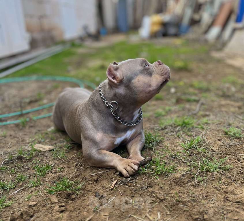Собаки в Николаевске: Вязка. Американский булли, покет Мальчик, Бесплатно - фото 4