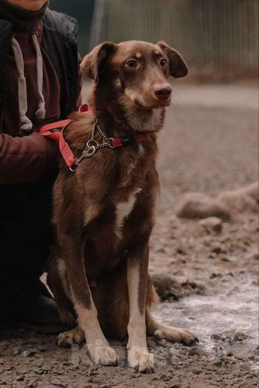 Собаки в Всеволожске: Боб ищет дом Мальчик, Бесплатно - фото 3