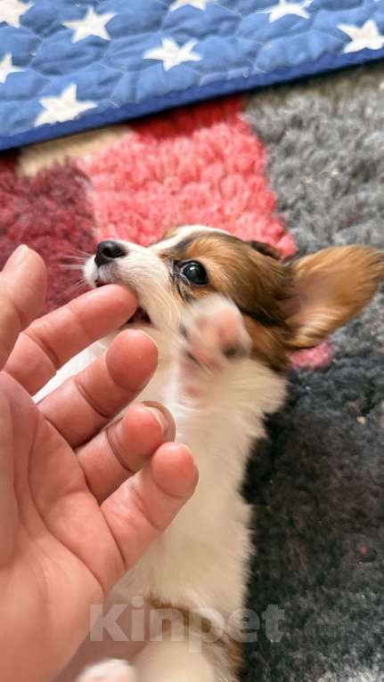 Собаки в Москве: Щенки папийона  от высокопородных родителей Разнополые, Бесплатно - фото 7