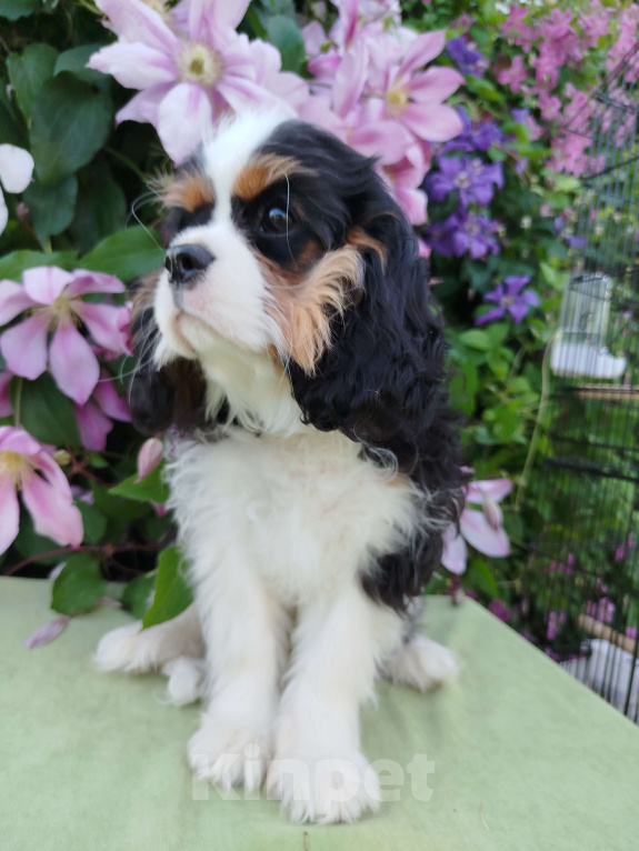 Собаки в Иваново: Девочка триколор, просто очаровашка. Девочка, Бесплатно - фото 5