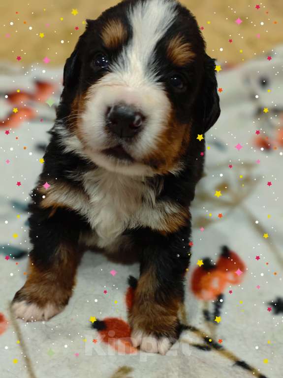 Собаки в Магнитогорске: Щенки Бернского Зенненхунда  Девочка, 50 000 руб. - фото 6
