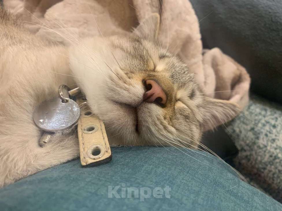 Кошки в Казани: Кот Семён в добрые руки срочно до 20 декабря найти дом Мальчик, Бесплатно - фото 2