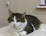 Кошки в Нижнем Новгороде: Кошка в добрые руки Девочка, Бесплатно - фото 5