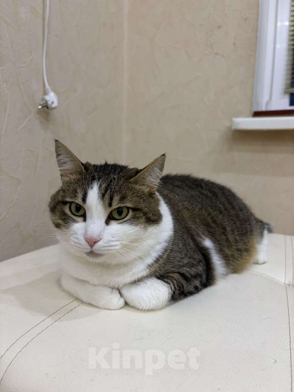 Кошки в Нижнем Новгороде: Кошка в добрые руки Девочка, Бесплатно - фото 5