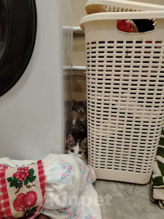 Кошки в Салавате: Отдам в хорошие руки котят  Мальчик, Бесплатно - фото 3