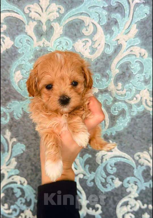 Собаки в Смоленске: мальтипу девочка Девочка, 110 000 руб. - фото 1